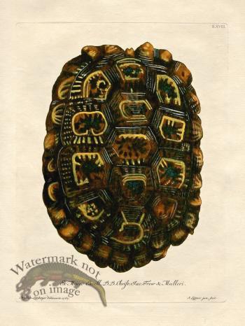 Trew Turtle Shell 18